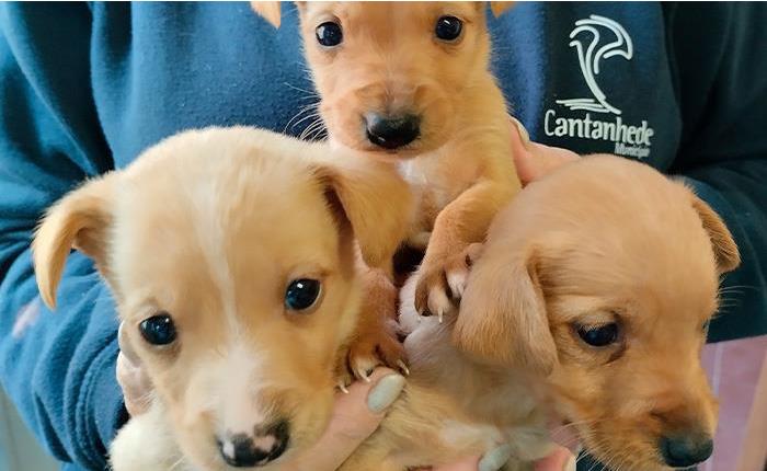 Está a decorrer a 2.ª fase da campanha de apoio à esterilização de animais
