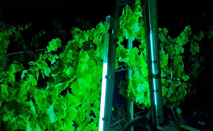Projeto experimental com luz UV promete revolucionar o tratamento de vinhas na Bairrada