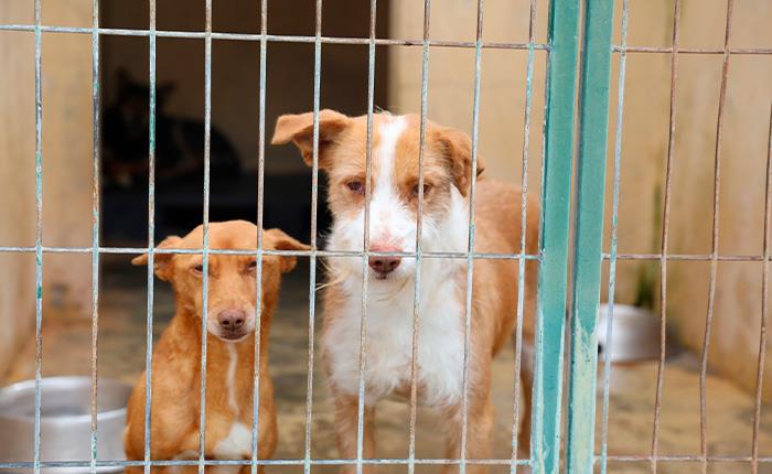 Campanha de apoio à esterilização de animais de companhia decorre até dia 31 de agosto