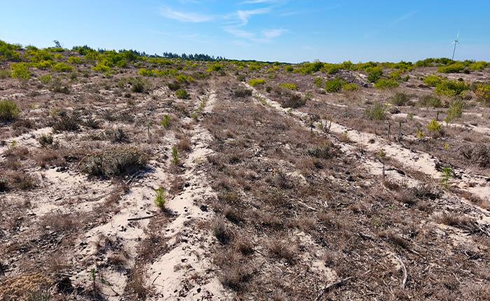 Rearborizados 2.150 hectares de área ardida do baldio da freguesia da Tocha